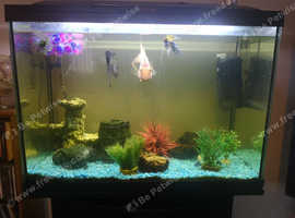 Fish tank