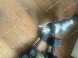 Kittens for sale ready now