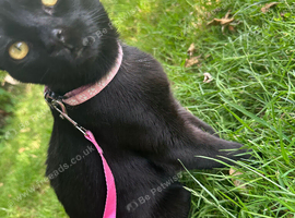 Cute Black Cat 1 year old :)