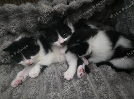Kittens
