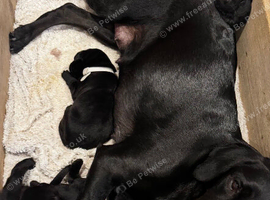 Outstanding Working Labrador Retriever Puppies for Sale