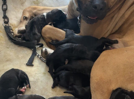Cane corso puppies