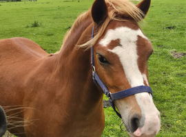 Attractive section A gelding