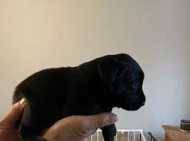 Black Labrador retriever KC REGISTERED