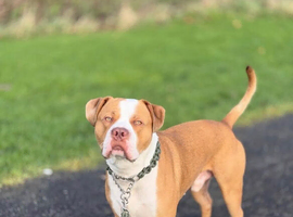 Stunning standard American bully for stud Newcastle upon Tyne