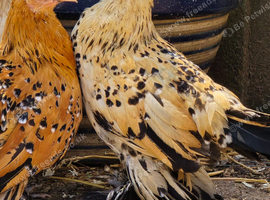 Sablepoot Pullets