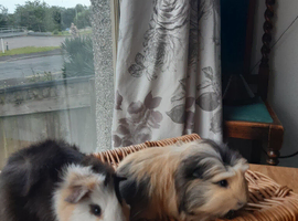 2 baby guineapigs