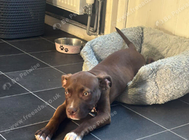 Staffy puppy for home