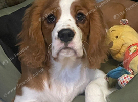 Beautiful cavalier boy
