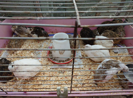 Japanese quail