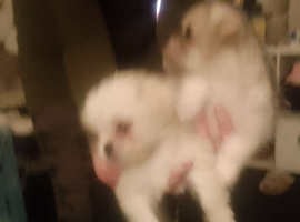Bichon frise cross pug