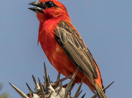 WEAVERBIRDS (Ploceidae)