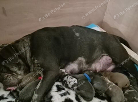 English Bulldog Puppies