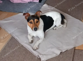 Jack Russell Pet Companion