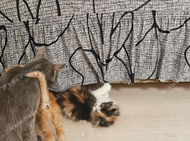 British longhair And British shorthair