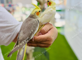 Cocktail parrot