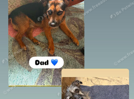 2 stunning boys cairn x patterdale
