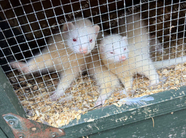 Male and female ferret for sale