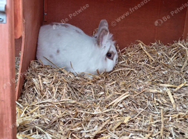 Forever home needed for Lily And Peter