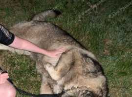 7 year old caucasian shepherd male for STUD