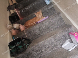 2 male cats just got 1 both chipped