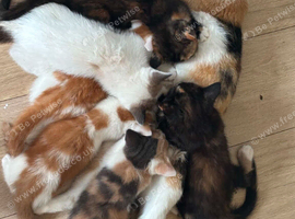 Kittens for sale 3 girls 2 boys