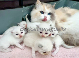 Last three ragdoll kittens - Don&rsquo;t miss out!