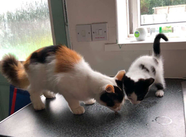 Female Black and white kitten