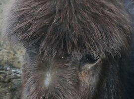 Miniature jack donkey