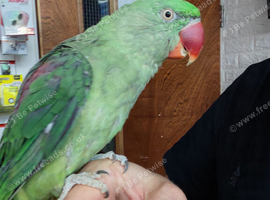 Alexandrine Parrot