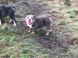 Beautiful Bulldogs pups
