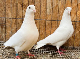PURE WHITE ENGLISH GARDEN DOVES