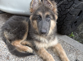 German shepard puppy girl 12 weeks old blue tan
