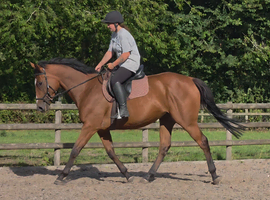 CALI  THOROUGHBRED MARE