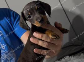 Gorgeous miniature dachshund puppies looking for there new homes