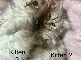 3 Stunning Kittens