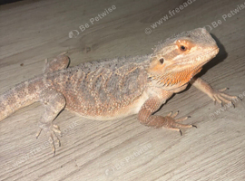 Female bearded dragon