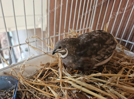Male Button quail