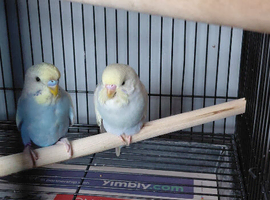 Budgies