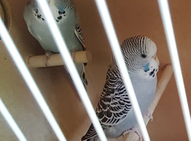 Baby blue budgies for sale.