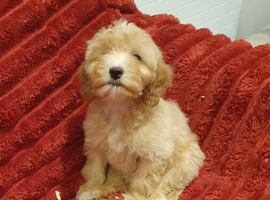 Miniature Labradoodle Litter