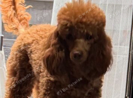 Small Toy poodle female