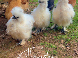 USA silkies