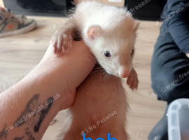 13 baby ferrets