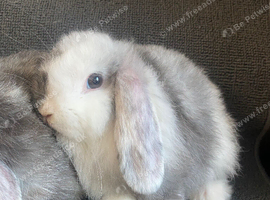 Mini lop litter. Pair for &pound;70.
