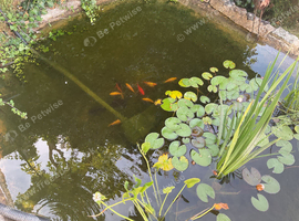Re-homing pond gold fish