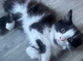 Fluffy black & white male kitten