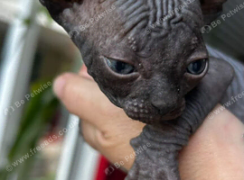 Meet our beautiful solid black female Sphynx kitten