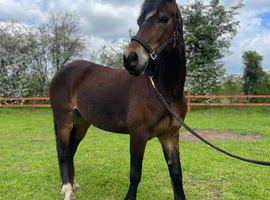 Beautiful Bay Welsh Section D Mare