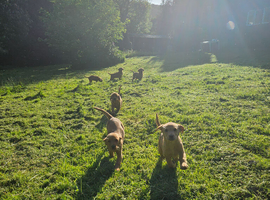 Labrador Puppies